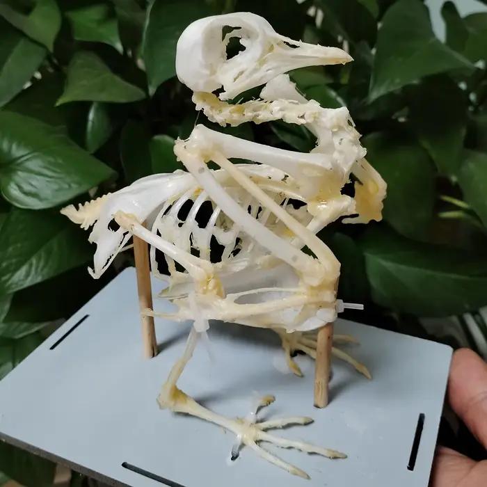 Statue d'Anatomie pour panique Scientifique, Modèles de Pigeons, Squelette, InPorter d'Oiseau, Sophi