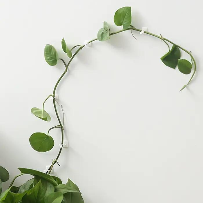 Clips de Fixation Murale en Rotin pour Plantes d'Escalade