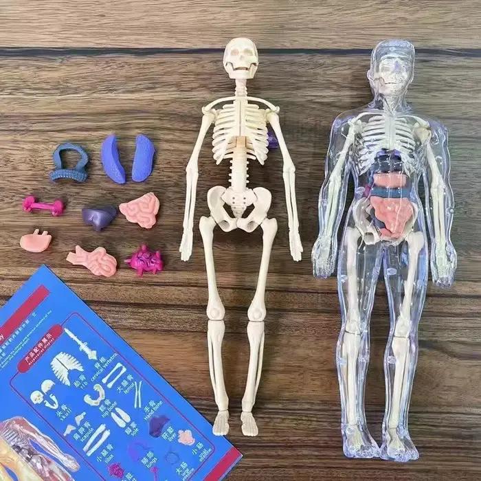 Modèle d'orgue de squelette humain pour enfants, jouets d'éducation scientifique, assemblage cogniti