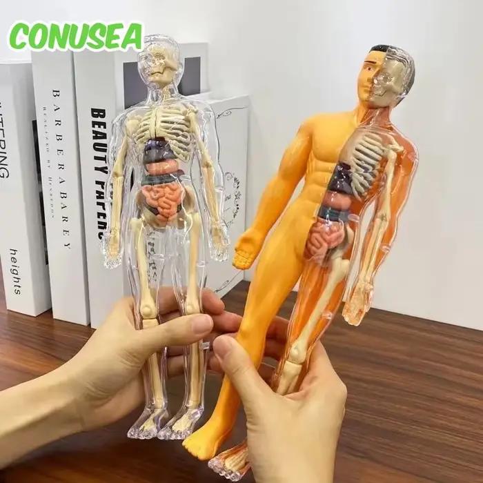 Modèle d'orgue de squelette humain pour enfants, jouets d'éducation scientifique, assemblage cognitif, Structure de squelette, Puzzle, jouets d'assemblage pour enfants