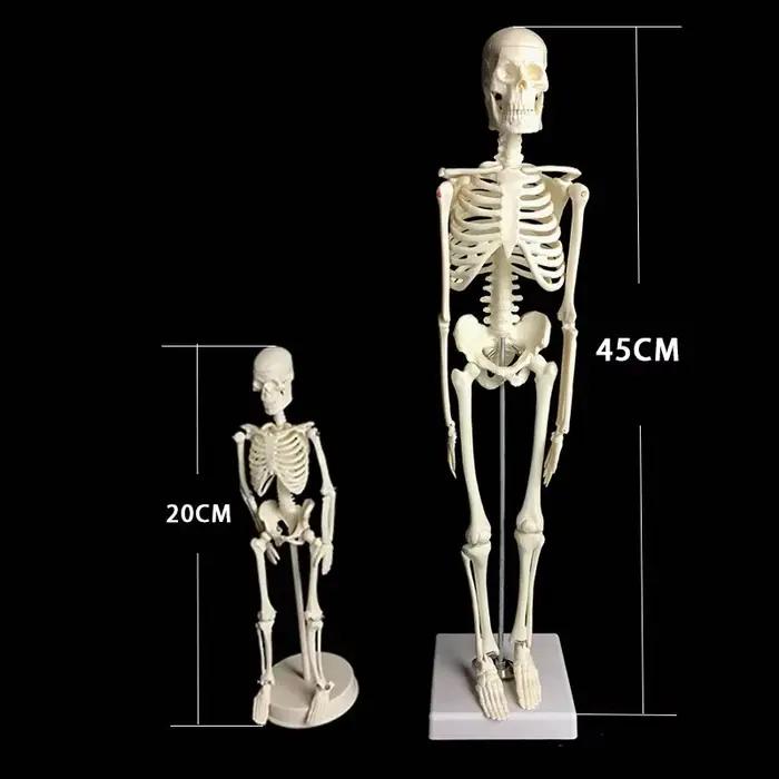 Modèle de squelette humain, anatomie du corps humain, modèle médical mobile amovible, enseignement, ornement de bureau, décor d'halloween