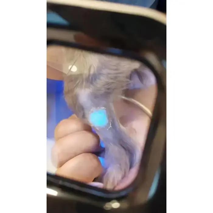 Lampe en bois brun foncé pour soins d'animaux de compagnie avec chargeur USB intégré et filtre portatif pour diagnostics de peau et soins de routine chez les chiens et chats