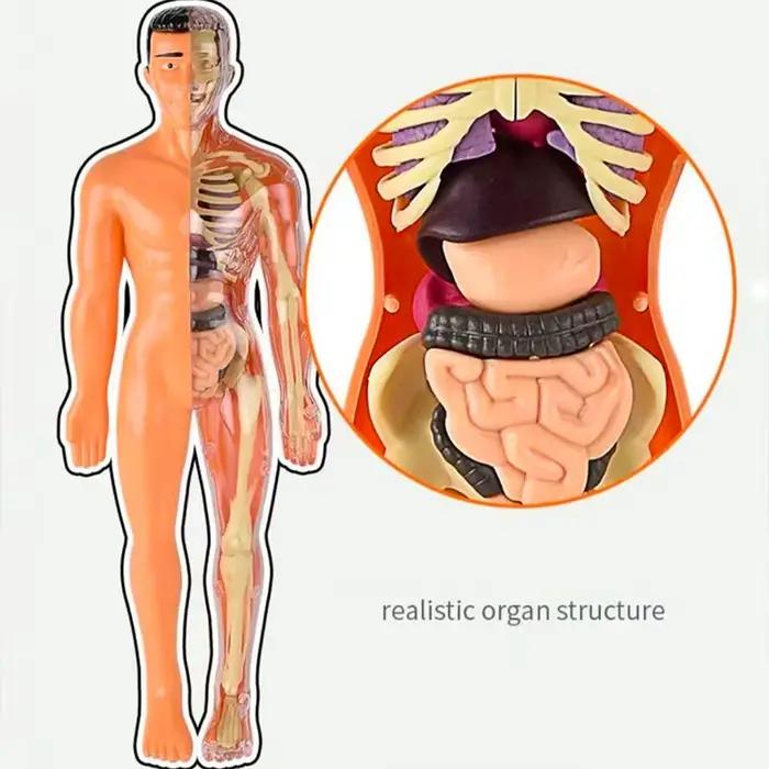 Jouets d'assemblage de squelette humain et d'organes, modèle éducatif scientifique pour enfants, puzzle de structure squelettique pour l'éveil cognitif des enfants