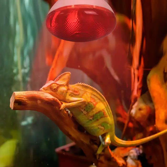 Lampe chauffante infrarouge jour et nuit, 100W/150W/200W/250W/275W, ampoule rouge pour couveuse, poulailler, serpent, amphibien, Animal de compagnie, Reptile